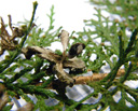 morgenländischer lebensbaum (biota orientalis), mit altem zapfen || foto details: 2009-01-26, innsbruck, austria, Pentax W60. keywords: platycladus orientalis, thuja orientalis, platycladus stricta, thuja chengii, thuja orientalis var. argyi, thuja de chine, tuia orientale